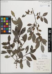 Foto von Salix myrsinifolia Salisb.